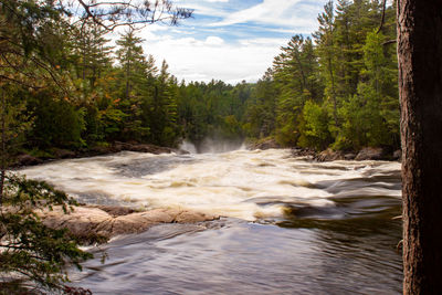 Scenic view of waterfall in forest