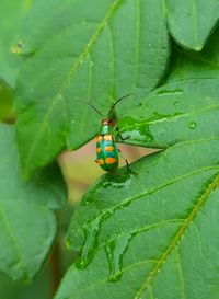 Close-up of insect on plant