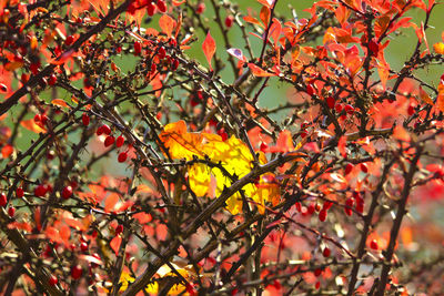 Close-up of barberry in autumn with yellow leaf