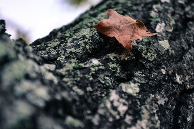 Close-up of autumnal leaves on tree trunk