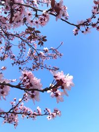 Low angle view of cherry blossoms against sky