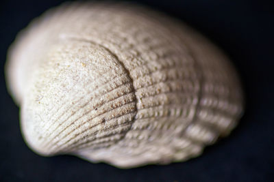Close-up of seashell