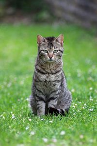 Portrait of tabby cat on field