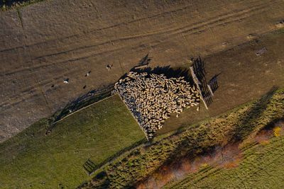 Aerial view of sheep on field