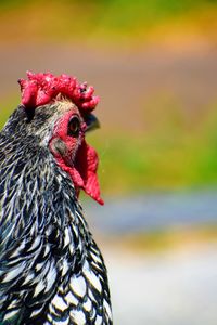 Close-up of a bird