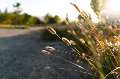 Close-up of plants growing on field