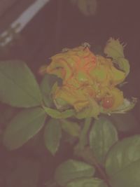 Close-up of yellow flowers