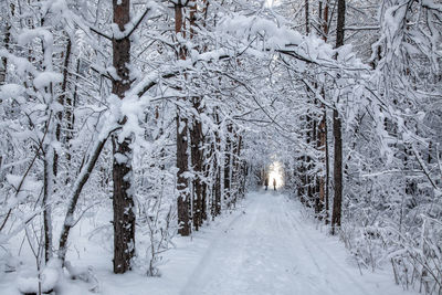 Snow covered land and trees in forest