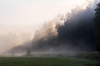 Trees on field against sky during foggy weather