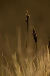 Close-up of wilted flower on field