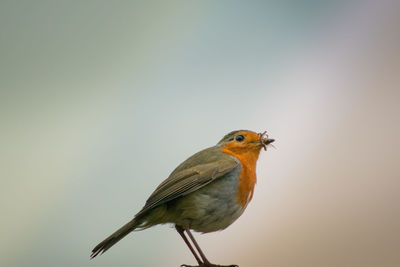 Low angle view of bird perching against clear sky