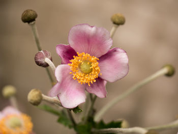 Close-up of pink cherry blossom