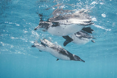 Fish swimming in sea