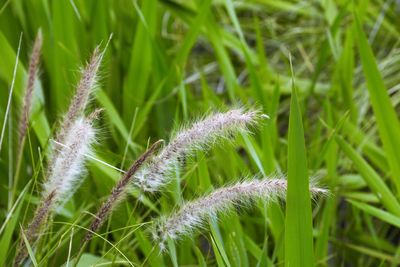 Close-up of grass