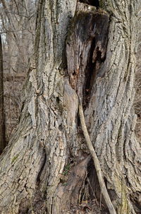 Close-up of tree trunk