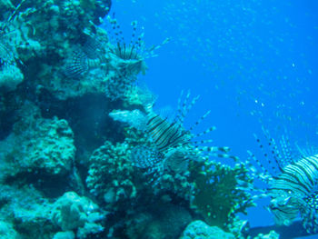 Fish swimming in sea