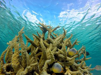 Fish swimming in sea