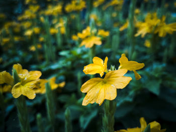 Close-up of yellow flowering plant on field