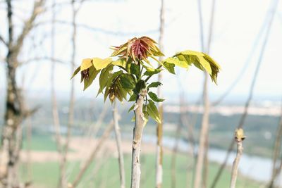 Close-up of wilted plant