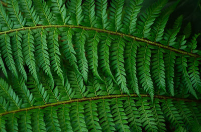 Full frame shot of fern leaves