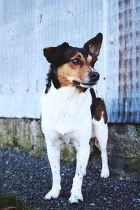 Close-up of dog standing outdoors