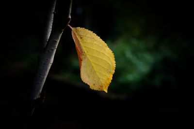 Close-up of autumnal leaves