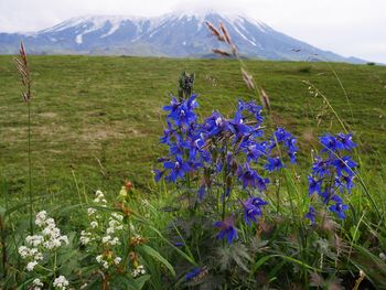 Flowers blooming on grassy field against mountain during winter