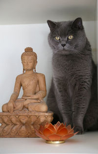 Cat sitting by statue