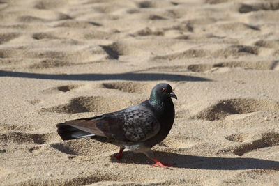 High angle view of bird on sand