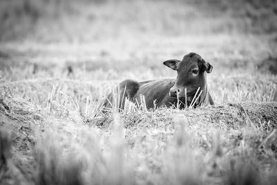 Sheep on field