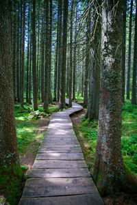 Footpath amidst trees in forest