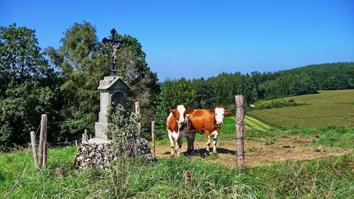 Horses in a field