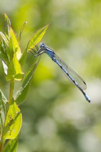 dragonflies and damseflies