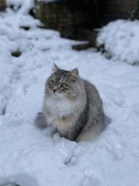 Cat in the snow in backyard in london. siberian cat playing in garden in the snow