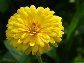 Close-up of yellow flowering plant