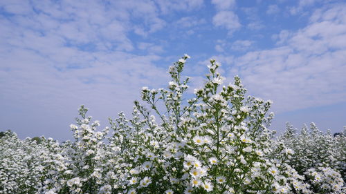 Low angle view of white flowering tree against sky
