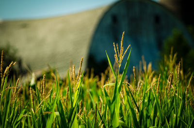 Close-up of crops growing on field