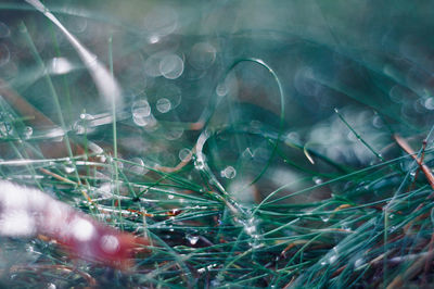 Close-up of dew drops on grass