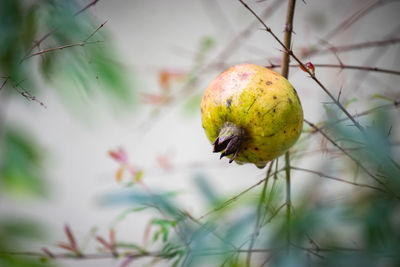 Close-up of pomegranate growing on plant