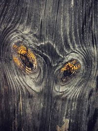 Close-up of tree stump