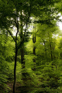 Trees in forest