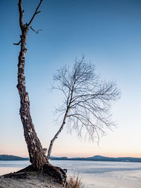 Bent bonsai birch tree on sandy beach of frozen lake. spring weather stared thawing of lake ice