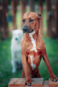 Dog looking away while standing outdoors