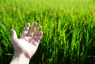 Close-up of hand holding grass