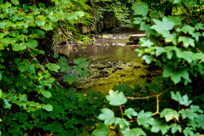 Plants growing in a lake