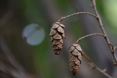 Close-up of plants