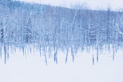 Scenic view of trees against sky