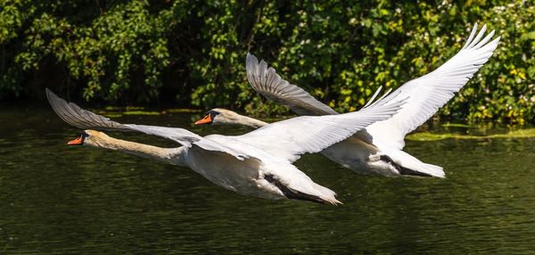 Seagulls flying over lake