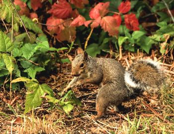 High angle view of squirrel on field