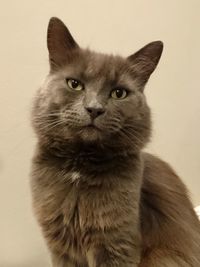 Close-up portrait of cat against white background